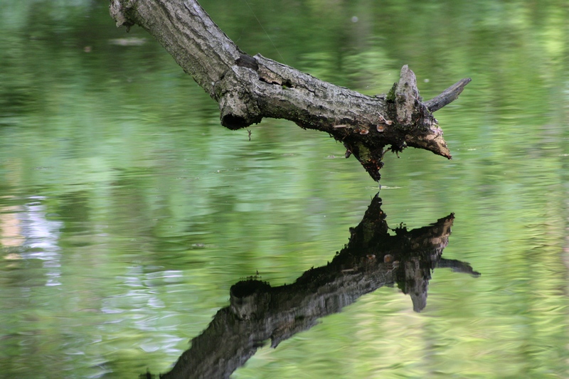 Un mondo riflesso...